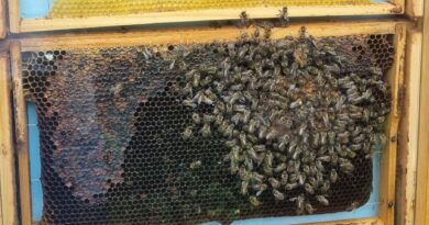 “Bee careful” – Bienenpojekt